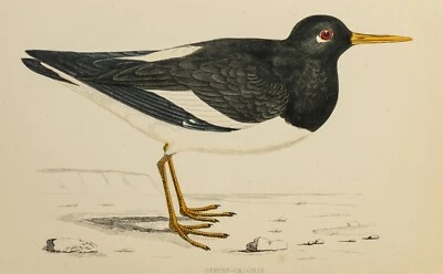 Austernfischer Holzstich mit Passepartout handkoloriert 1891 - Bild 1 von 2