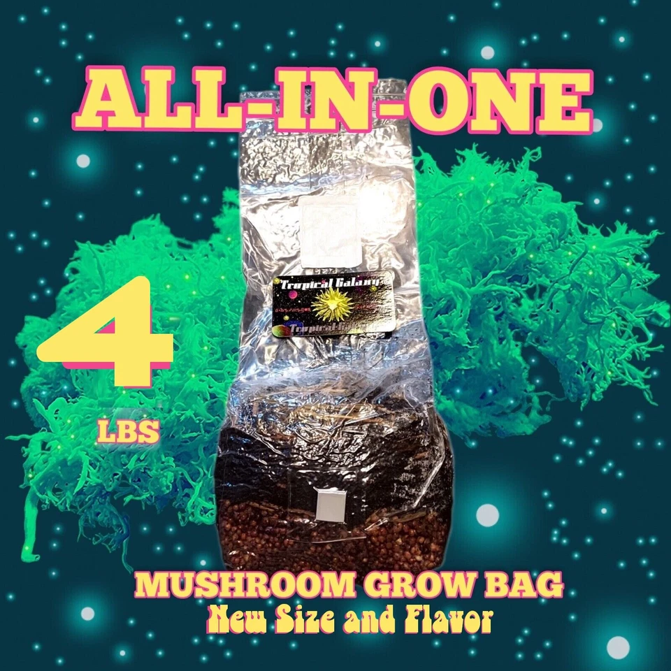 4lb All-in-One Mushroom Grow Bag | Easy To Use |  New Size! - Image 1 of 4