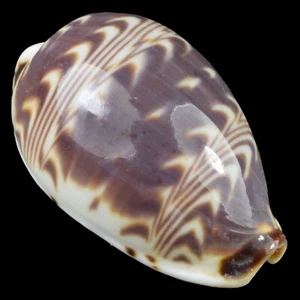 CYPRAEA (Palmadusta) DILUCULUM (Zanzibar Isl., Tanzania) 24.0mm #47712 - Picture 1 of 4
