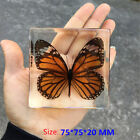 Butterfly In Resin Specimen Paperweight Collection Education Aid Desk Display