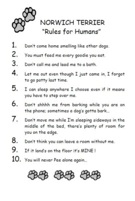 Norwich Terrier "Reglas para humanos" - PERSONALIZADO MATE - Impresión artística para perros: REGALO Foto 1 de 2