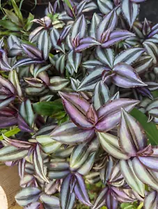 (10 Cuttings) Tradescantia Zebrina Wandering Jew Plant Healthy Fast Shipping!! - Picture 1 of 6