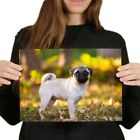 A4 - Small Pug Dog Puppy Pet Poster 29.7X21cm280gsm #16818