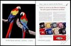 1957 scarlet macaw birds gorgeous color photo Du Pont pigments vintage print ad