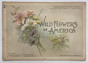 May 22nd, 1894 - The Wild Flowers of America - Volume 1 Number 2 - Picture 1 of 5