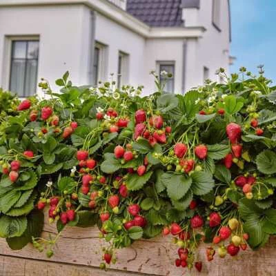 Fragola appesa 1L - Frutta gustosa e decorazione originale - Immagine 1 di 4