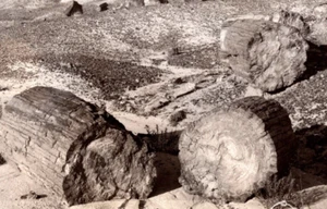 RPPC Large Petrified Forest NTL Monument Arizona Frashers Real Photo VTG UNP - Picture 1 of 3