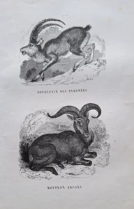 Gravures 19° an 1842 animaux genre Buffon: mouflon argali / Bouquetin Pyrénées - Foto 1 di 2
