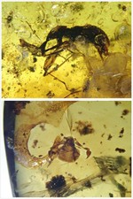 Burmese Amber Cretaceous fossil include fat Pseudoscorpionida and rare beetle