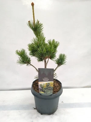 Pinus parviflora Glauca 60 cm Japanische Blaue Mädchenkiefer Bonsai winterhart - Bild 1 von 4
