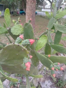 3 Rooted Nepalis Prickly Cactus Live Rooted Plant Eatable Organic SUPER FOOD - Picture 1 of 7
