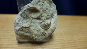 GEOLOGICAL ENTERPRISES Devonian fossil trilobite Cordania falcata Oklahoma - Picture 1 of 5