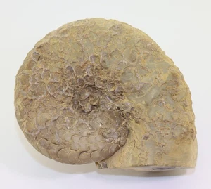 Ceratit, Ceratites praenodosus, Trias, Muschelkalk, Göttingen, Deutschland -L687 - Picture 1 of 7