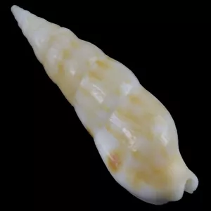 COLUBRARIA NITIDULA (Olango Isla, Filipinas) 28,7 mm #43375 - Imagen 1 de 4
