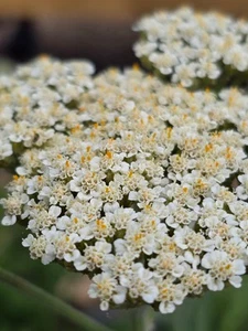 Achillea 'Heinrich Vogeler' - Pale cream flowers - 2 litre pot - Ready to plant - Picture 1 of 1