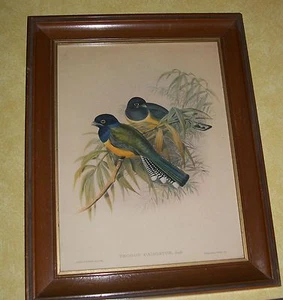 OLD GOULD RICHTER TROGON BIRD HULLMANDEL IMPRESSION AUDUBON STYLE LITHOGRAPH ART - Picture 1 of 5