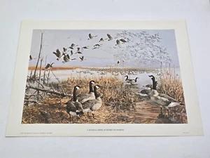 VTG 1973 Art Print Canada Geese at Horicon Marsh WI 11 X 14 inches - Picture 1 of 9