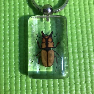 Prosopocoilus Occipitalis Beetle Bug in Resin Real Insect Taxidermy keychain - Picture 1 of 5