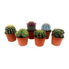 Mini Kaktus online kaufen