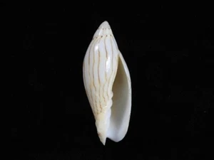 Sea Shell Amoria Turneri 64,6 mm ID#7432 - Imagen 1 de 3