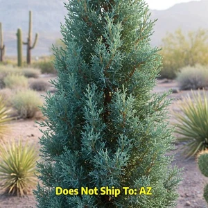 Arizona Cypress Plant Live Blue Ice Evergreen Tree Form 2 Gal Pot 2-3 Ft Tall - Picture 1 of 3
