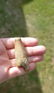 SPINOSAURUS TEETH TOOTH DINOSAUR FOSSIL #733 - Picture 1 of 8