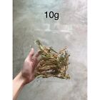 C9 Dried Coriander Root Spices Food Thai Cilantro Drying Fresh Aromatic Herb