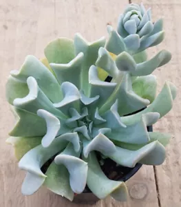 Echeveria runyonii Topsy Turvy - Picture 1 of 1