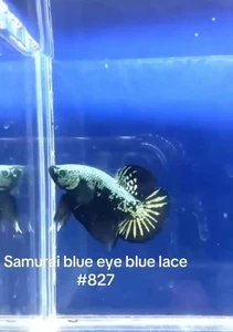 BETTA SAMURAI BLUE EYE BLUE LACE MALE LIVE FISH HIGH QUALITY#827 - Picture 1 of 5