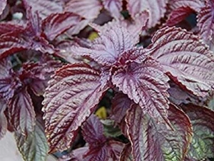 Perilla frutescens red - Shiso - 330 seeds - Saatgut - Graines - Semi - Picture 1 of 1