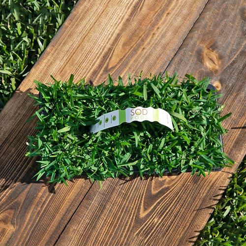 St Augustine Palmetto Grass Plugs (64Count) Natural Affordable Lawn