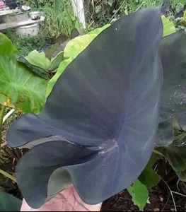 AUTHENTISCHE Colocasia Americano 1 Zwiebeln - Bild 1 von 5