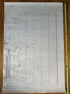 Vintage leere Genealogie Stammbaum genetische Karte 9 Generationen großes Poster - Bild 1 von 7