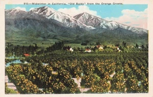 Midwinter in California Old Baldy di Orange Groves PC vintage non pubblicato - Foto 1 di 2