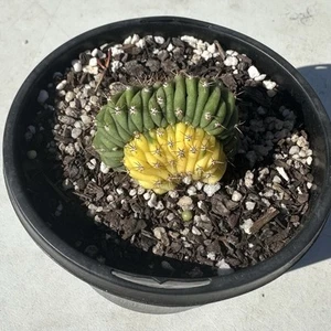 Tricho Cristata Variegata Bicolor - Rare Cactus - Picture 1 of 4