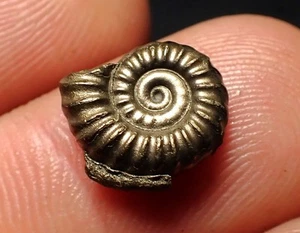 Pyrite ammonite fossil Promicroceras (12mm) Charmouth Jurassic Coast Fossils UK - Picture 1 of 6