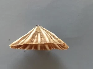 seashell Siphonaria javanica 22mm Gem - Picture 1 of 5