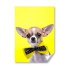 A5 - ny Cute Chihuahua Dogs Print 14.8x21cm 280gsm #3721