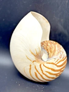 Chamber Tiger Nautilus Sea Shell 6" Large Natural Display Specimen - Picture 1 of 6