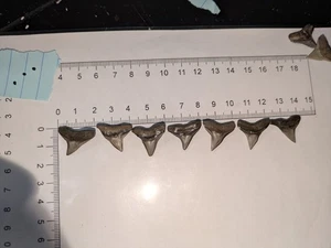 7 Sand Tiger Haizähne Fossilien echt Fossil Schmuck DIY Basteln - Bild 1 von 11