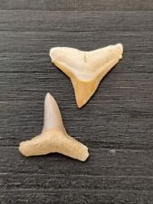 2,4 cm und 2,4 cm große Zähne des Bullenhai und Zitronenhai - Zahn Hai Fossil