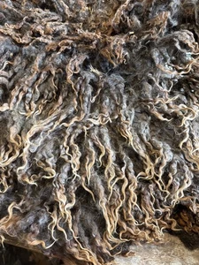 SALE 7+lbs Grey Lincoln sheep raw wool fiber fleece spinning weaving felting - Picture 1 of 18