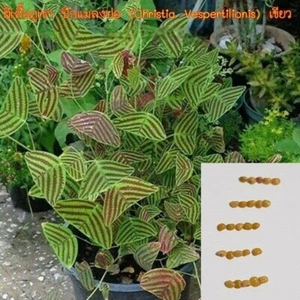 Christia Obcordata Fresh Se_eds Butterfly Wing Vespertilionis Plant Lea fGarden - Picture 1 of 9