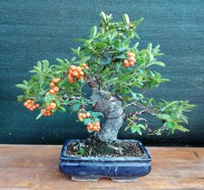Bonsai di Pyracanta H. 37