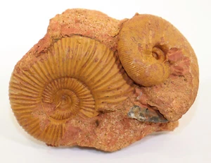 Ammonit, Perisphinctidae, Marcocephalites, Jura, Callov, Anwil, Schweiz -k395 - Picture 1 of 5
