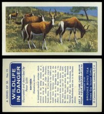 Bontebok #19 Wildlife In Danger 1963 Brooke Bond Tea Card