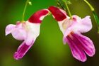 Fleurs d'orchidée perroquet rose graines Chine rare monde haute qualité fleurs de jardin