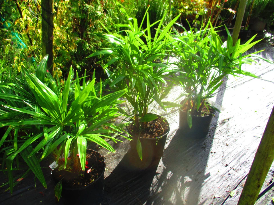 3ft inc. pot  Hardy Palm Tree Trachycarpus fortunei, 15litre, MULTI-TRUNK - Image 1 of 4