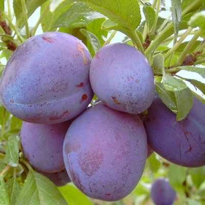 Graf Althans Reneklode Reneklodenbaum Pflaumenbaum Buschbaum Halbstamm Hochstamm - Bild 1 von 4