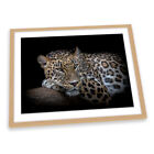 Leopard Resting Black FRAMED ART PRINT Picture Artwork